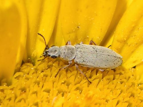 Danacea sp.
